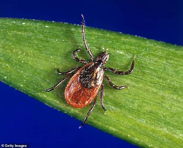 Babesia Microti Infections Double in Dutchess County, Study Warns of Rising Threat Over Lyme Disease