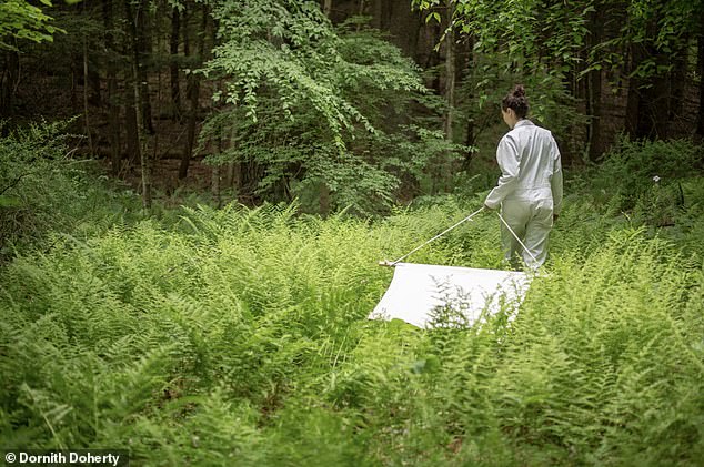 Babesia Microti Infections Double in Dutchess County, Study Warns of Rising Threat Over Lyme Disease