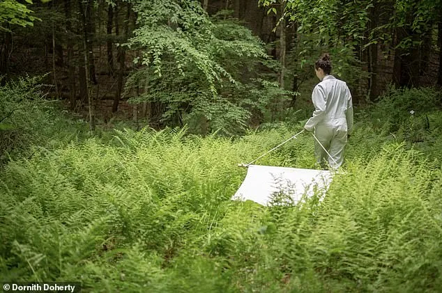 Babesia Microti Infections Double in Dutchess County, Study Warns of Rising Threat Over Lyme Disease