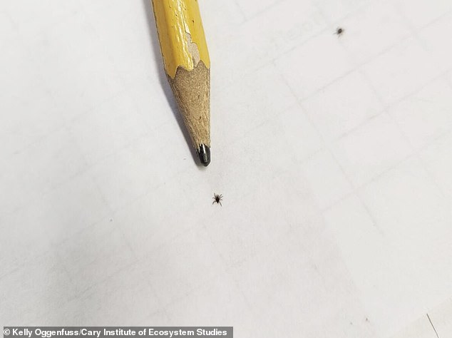 Babesia Microti Infections Double in Dutchess County, Study Warns of Rising Threat Over Lyme Disease