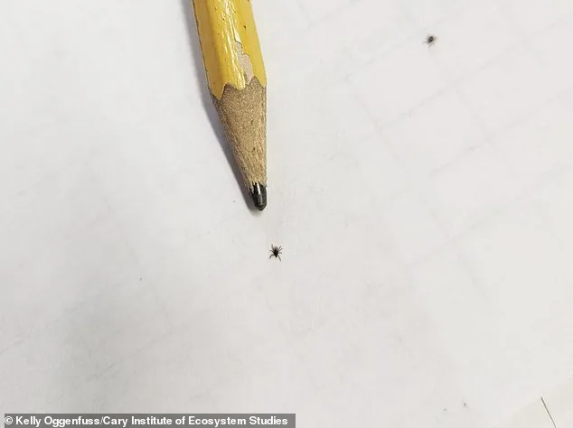 Babesia Microti Infections Double in Dutchess County, Study Warns of Rising Threat Over Lyme Disease