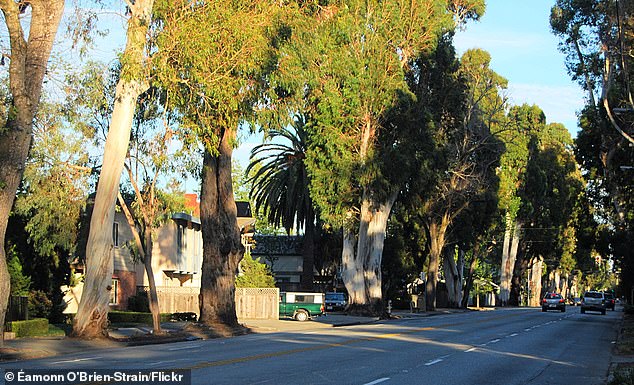 Burlingame Eucalyptus Trees Face Preservation Battle as Caltrans Launches $173M El Camino Real Project