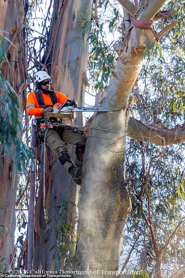 Burlingame Eucalyptus Trees Face Preservation Battle as Caltrans Launches $173M El Camino Real Project
