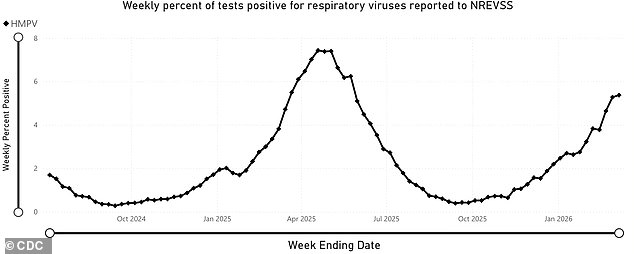 Surge in Human Metapneumovirus Raises Public Health Concerns