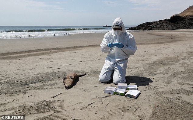 Alarming First: Bird Flu Spreads to Marine Mammals in California, Raising Concerns About Viral Evolution