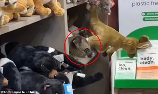 MailOnline Launches Auto-Share Comments to Facebook Timeline with User Consent