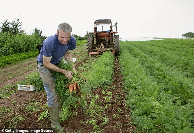 Organic Claims vs. Reality: What the Certification Really Means