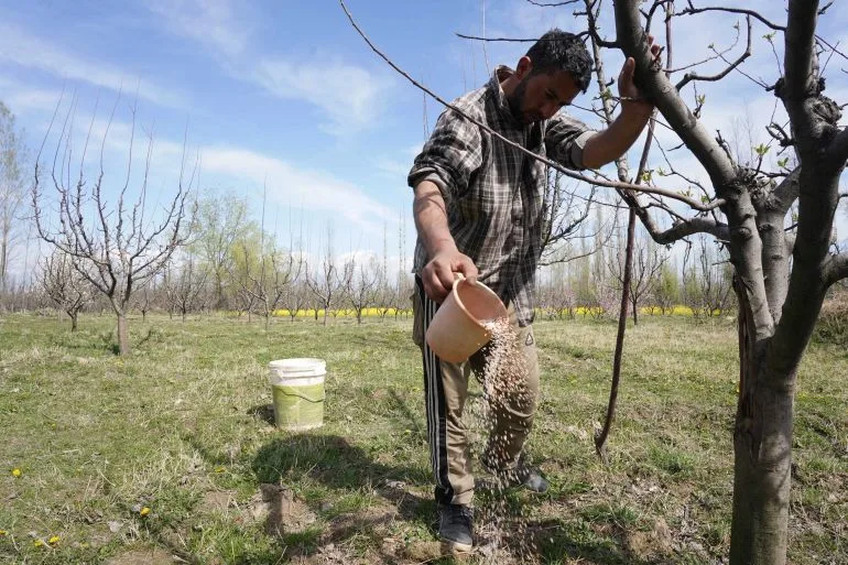 Global Conflict Drives Up Fertilizer Prices, Forcing Punjab Farmer to Choose Between Crops and Family Expenses
