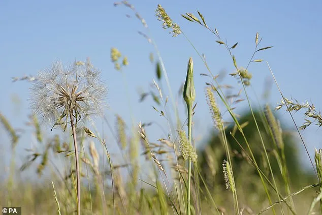 Pollen Bomb Sparks Hay Fever Crisis: UK Faces Brutal Season for 13 Million Sufferers