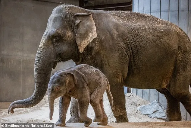 Linh Mai: The Surrogacy Struggle at the Smithsonian's National Zoo