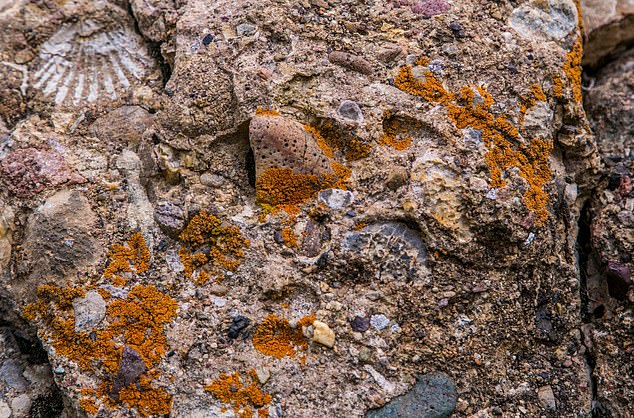 Fossils in Turkish mountains support biblical flood theory.