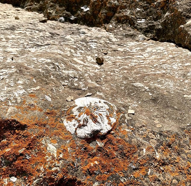 Fossils in Turkish mountains support biblical flood theory.