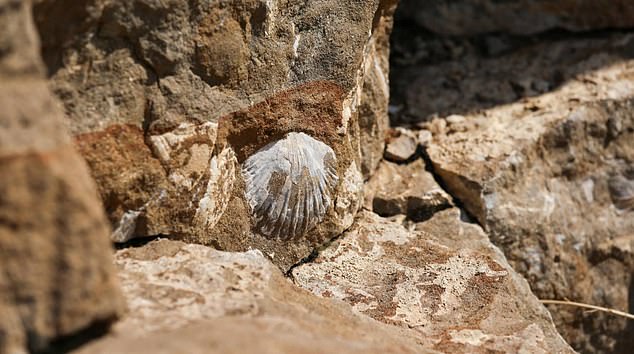 Fossils in Turkish mountains support biblical flood theory.