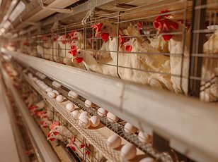 Global Salmonella outbreak linked to Italian sprout seeds affects eight nations.