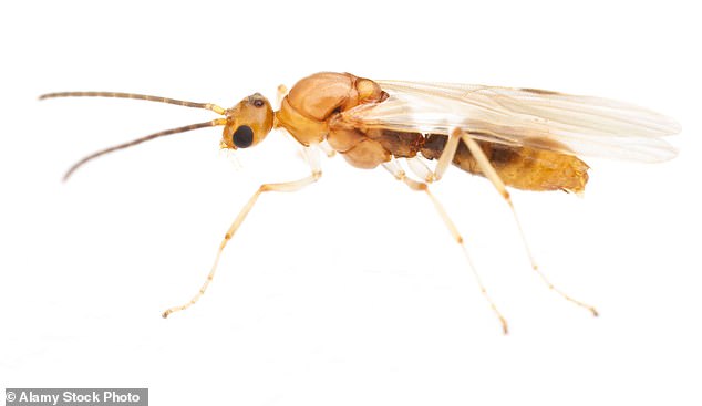 Deadly Asian needle ants surge across 20 US states.