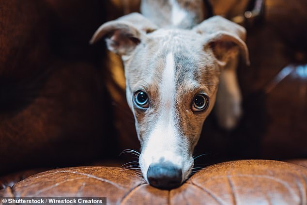 Whippet registrations surge 18% to propel breed into UK top 11