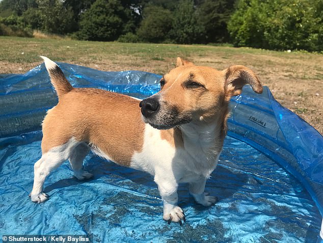 Experts warn pet owners to avoid hot weather walks this weekend.