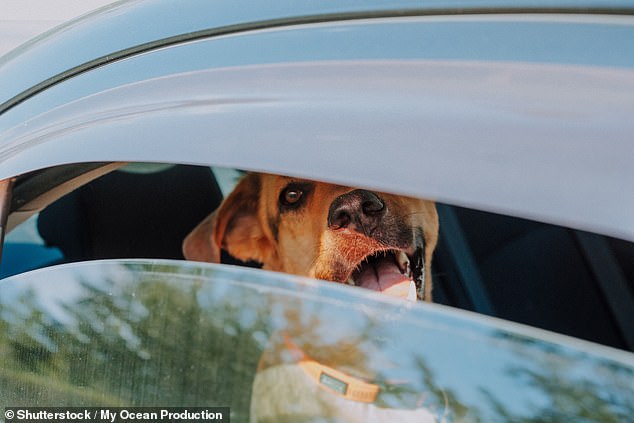 Experts warn pet owners to avoid hot weather walks this weekend.