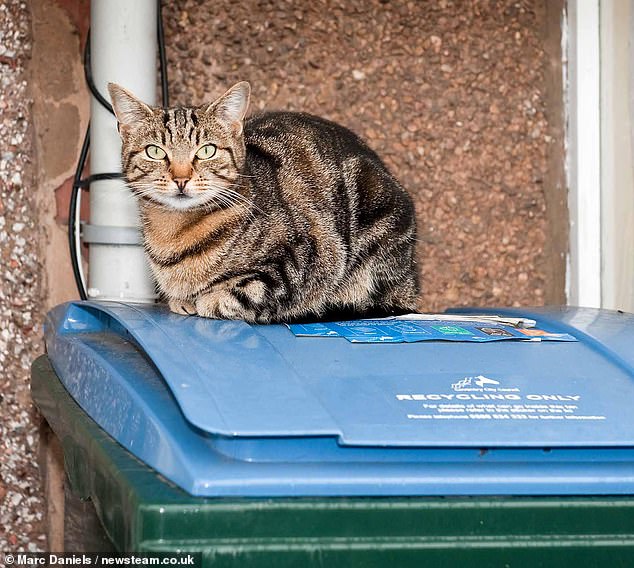Cat Bin Lady Mary Bale Faces Permanent Global Infamy After Viral Video