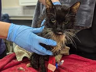 Woman Tosses Cat in Bin Goes Viral and Never Recovers