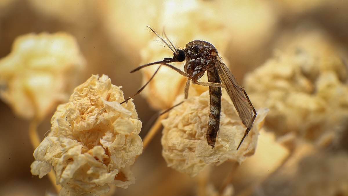 Southwestern US warns of dangerous West Nile virus surge causing severe brain swelling.
