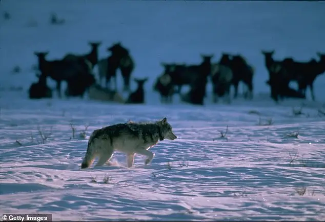 Wyoming residents outraged at legislators for failing to ban intentional wildlife runs