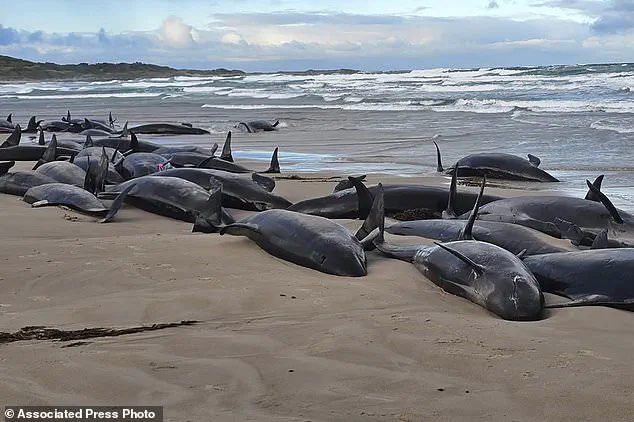 Australian Authorities Consider Euthanasia for Stranded Pod of False Killer Whales