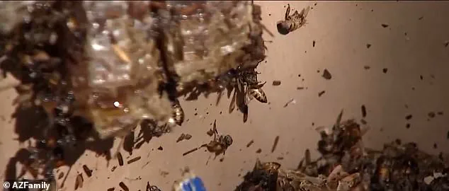 Crazy Bee Swarm Leaves Arizona Boys and Father with Intimidating Memories