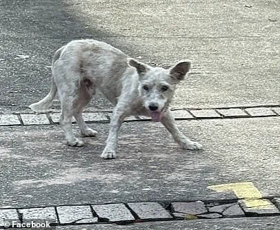 Fugitive Dog Scrim Finally Caught After Months on the Run