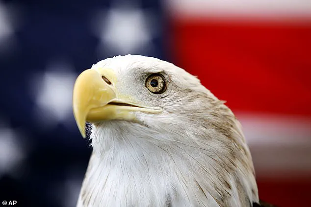 Hiker's Stunning Discovery of Two Bald Eagles Tangled in Alaska