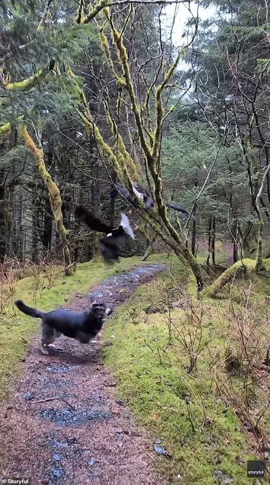 Hiker's Stunning Discovery of Two Bald Eagles Tangled in Alaska