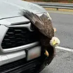 Hiker's Stunning Discovery of Two Bald Eagles Tangled in Alaska
