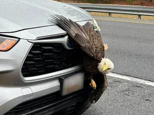 Hiker's Stunning Discovery of Two Bald Eagles Tangled in Alaska