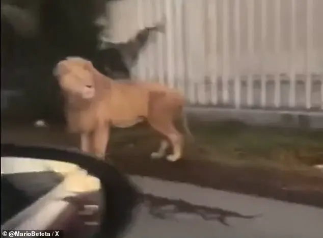 Lion on the loose in Mexican town sparks panic