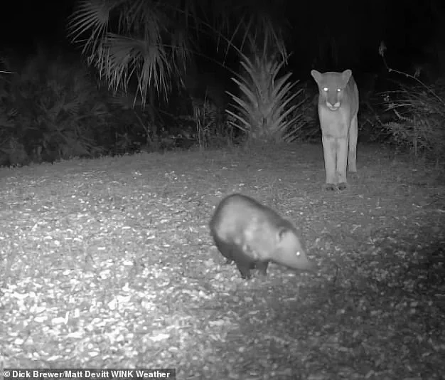 Thrilling encounter between Florida panther and opossum