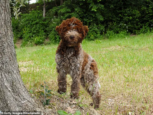 King Charles and Queen Camilla welcome new furry members to the royal family