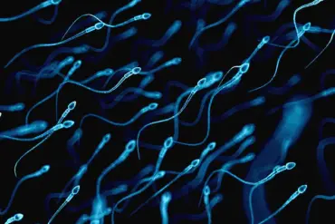 Declining Sperm Counts: A Global Crisis Threatening Human Fertility