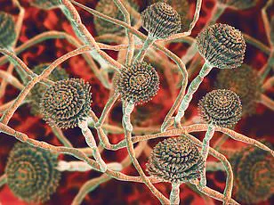 A Family's Ordeal: Fungal Infection from Costa Rica's Natural Attractions Sparks Health Concerns