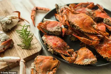 Cooking Live Crabs in an Air Fryer Sparks Outcry on TikTok, as Creator Faces Backlash for 'Inhumane' Method