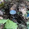 Discovery of Anti-Personnel Mines Disguised as Mushrooms in Luhansk Sparks Concern Among Authorities and Humanitarian Groups