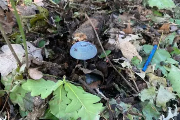 Discovery of Anti-Personnel Mines Disguised as Mushrooms in Luhansk Sparks Concern Among Authorities and Humanitarian Groups