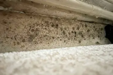 Mother of Two Describes Health Deterioration Amid Mold-Infested Council Flat