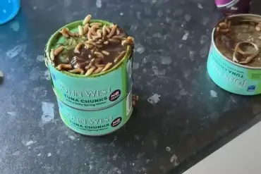 Exclusive: Hidden Maggot Infestation in Major Supermarket Tuna Revealed by Scottish Mother