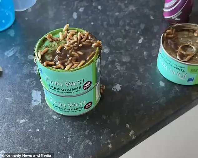 Exclusive: Hidden Maggot Infestation in Major Supermarket Tuna Revealed by Scottish Mother
