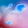 Groundbreaking Study Finds Men Over 45 Linked to Higher Miscarriage Rates in IVF, Challenging Previous Assumptions