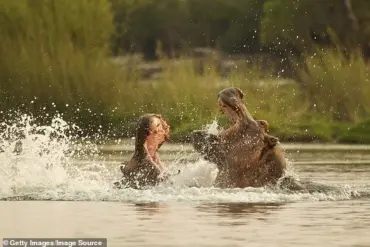 Sources Reveal Paul Templer's Near-Death Hippo Attack: A Survivor's Story 30 Years Later