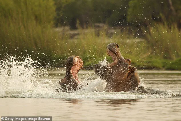 Sources Reveal Paul Templer's Near-Death Hippo Attack: A Survivor's Story 30 Years Later