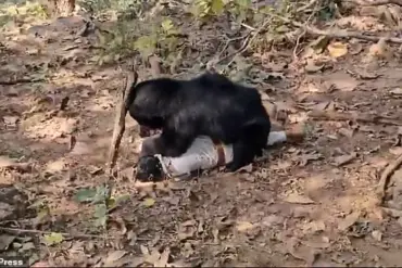 Tragedy Strikes Chhattisgarh as Bear Attack Claims Two Lives, Injures Ranger, Sparking Community Concerns Over Wildlife Management