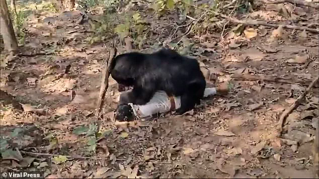 Tragedy Strikes Chhattisgarh as Bear Attack Claims Two Lives, Injures Ranger, Sparking Community Concerns Over Wildlife Management