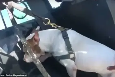 Breaking: Bodycam Footage Shows Miami Man Allegedly Trying to Drown Dog, Police Tackle Him